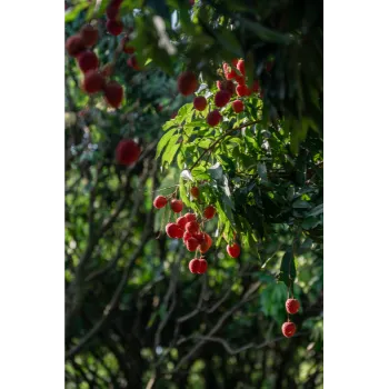 Natural Litchi Plant